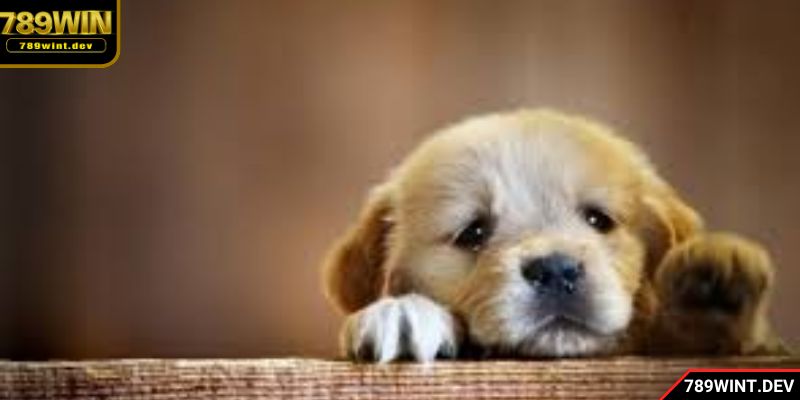 Bày bạn chó vào nhà đánh con gì để trúng lớn