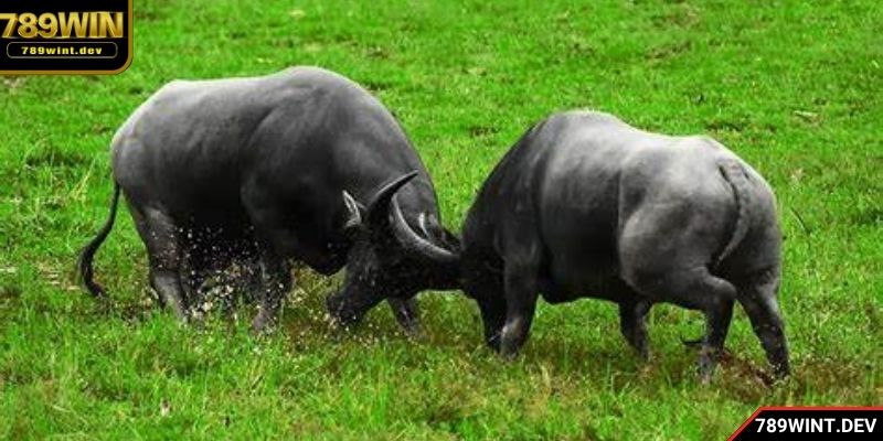 Đôi nét lưu ý về giấc mơ thấy trâu đánh con gì