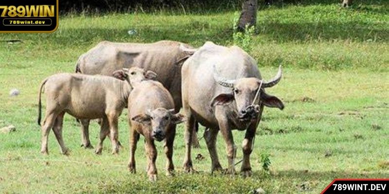 Hội viên có thể tham khảo cách xem lô theo phong thủy