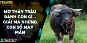 Mơ Thấy Trâu Đánh Con Gì - Giải Mã Những Con Số May Mắn