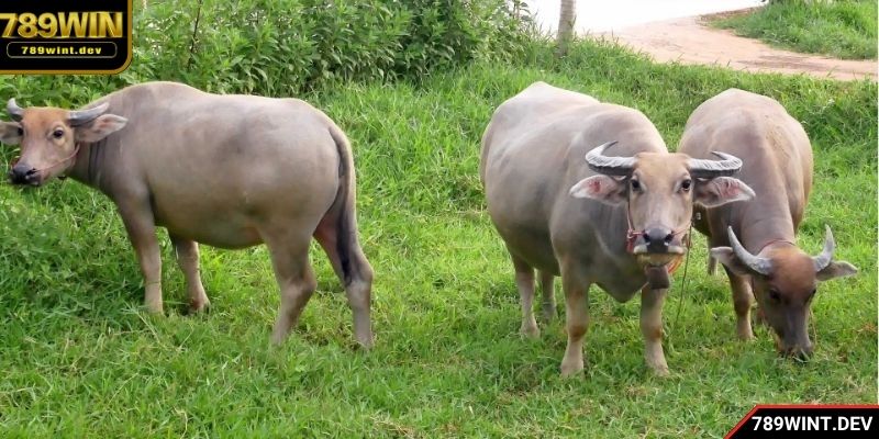 Một vài con số mà hội viên cần nắm khi nằm chiêm bao