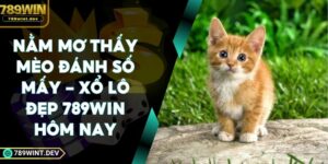 Nằm Mơ Thấy Mèo Đánh Số Mấy - Xổ Lô Đẹp 789Win Hôm Nay