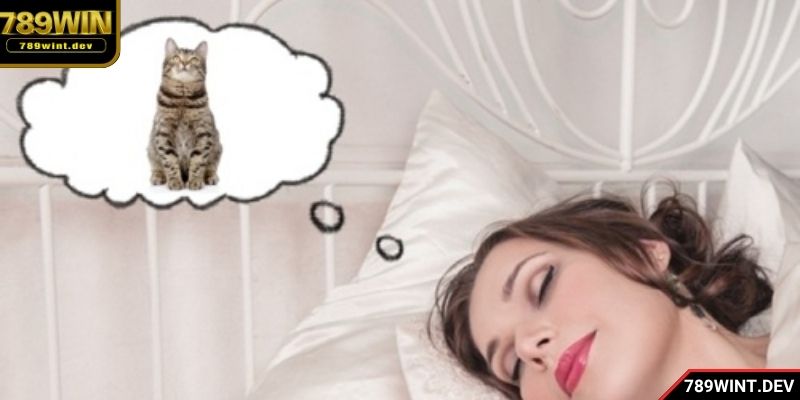 Nằm mơ thấy mèo đánh số mấy là câu hỏi nhiều người đặt ra